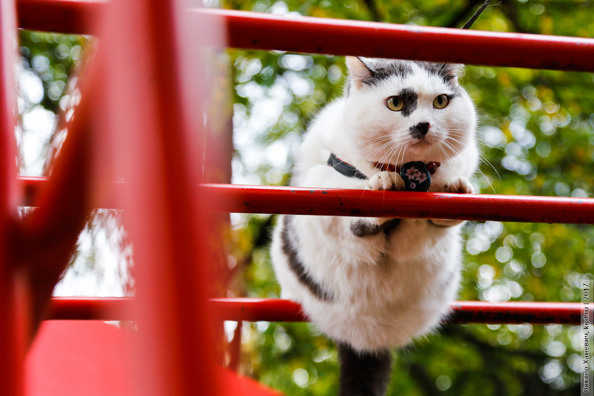 Самый умный кот. Умный кот Лева Калининград. Кот Лева. Самый умный кот в мире.