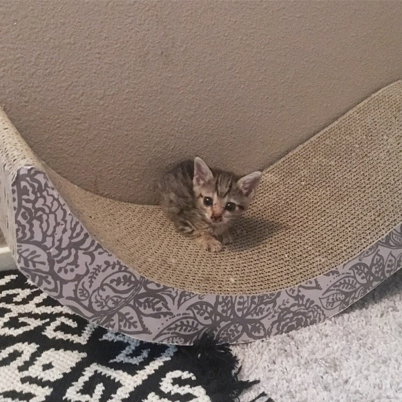 This tiny tabby kitten is half the size of normal kittens of her age. - cat, The rescue, Longpost