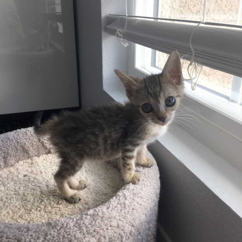 This tiny tabby kitten is half the size of normal kittens of her age. - cat, The rescue, Longpost