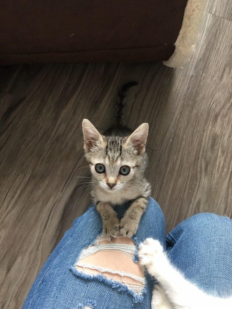 This tiny tabby kitten is half the size of normal kittens of her age. - cat, The rescue, Longpost