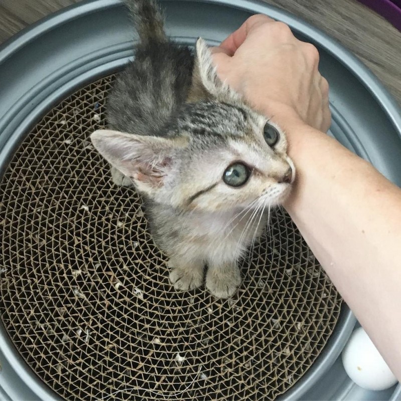 This tiny tabby kitten is half the size of normal kittens of her age. - cat, The rescue, Longpost