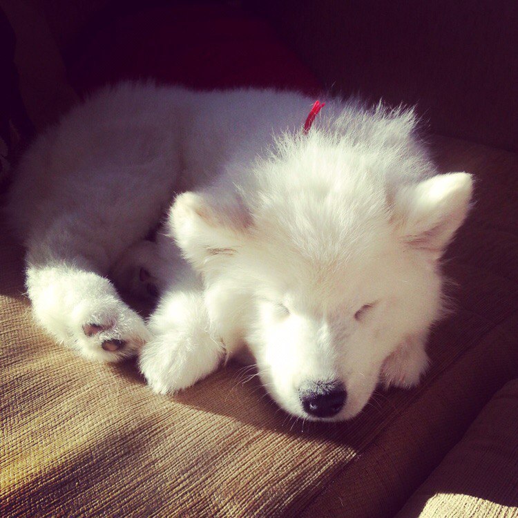 AnyaShanya - My, Samoyed, , Dog, Longpost