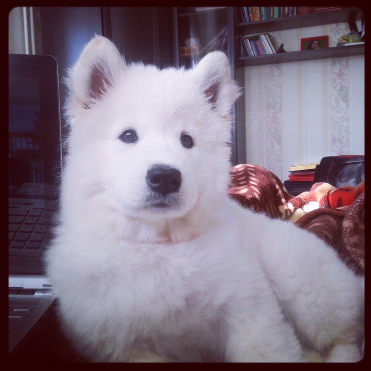 AnyaShanya - My, Samoyed, , Dog, Longpost