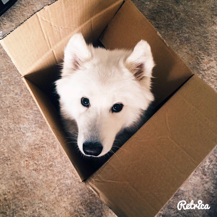 AnyaShanya - My, Samoyed, , Dog, Longpost