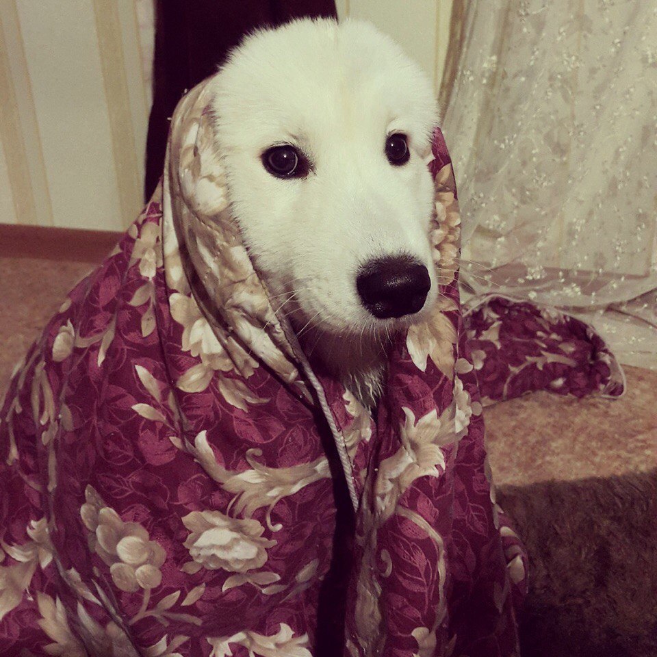 AnyaShanya - My, Samoyed, , Dog, Longpost