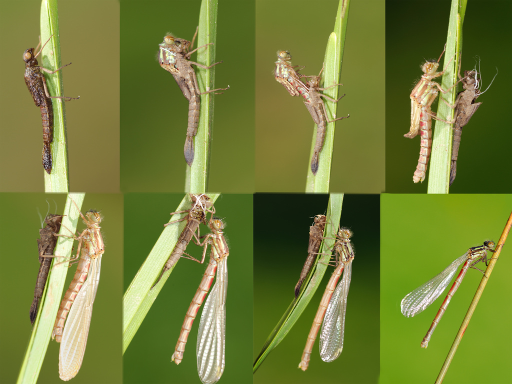 Princesses and dragons - My, Dragonfly, Insects, Flight, , Evolution, Entomology, The Dragon, Longpost, Evgeniya Timonova