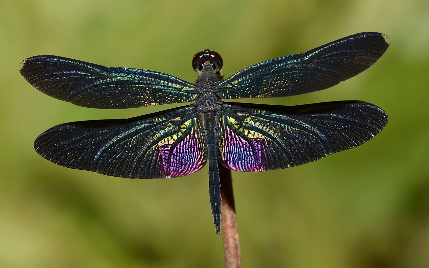 Princesses and dragons - My, Dragonfly, Insects, Flight, , Evolution, Entomology, The Dragon, Longpost, Evgeniya Timonova