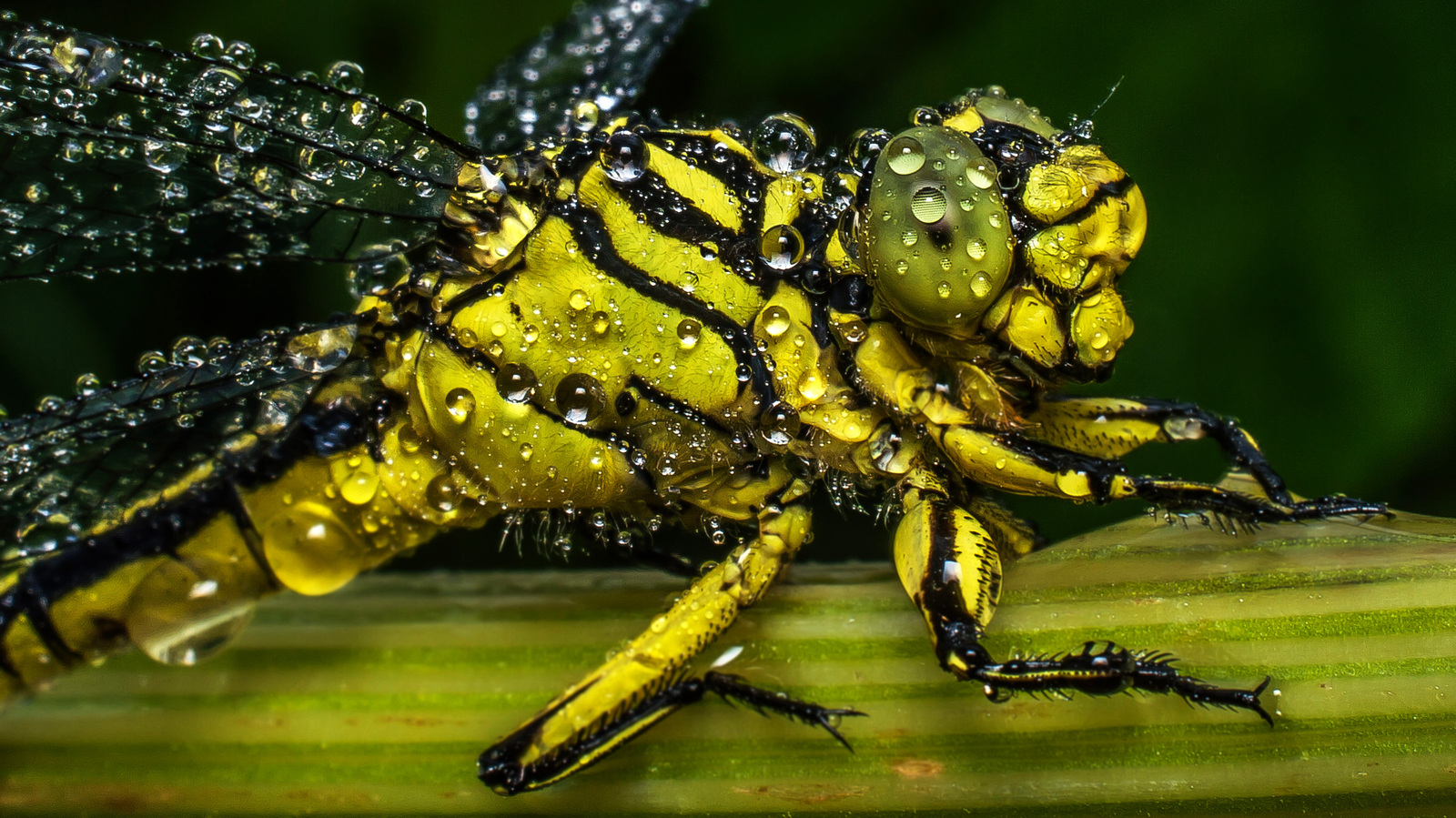 Princesses and dragons - My, Dragonfly, Insects, Flight, , Evolution, Entomology, The Dragon, Longpost, Evgeniya Timonova