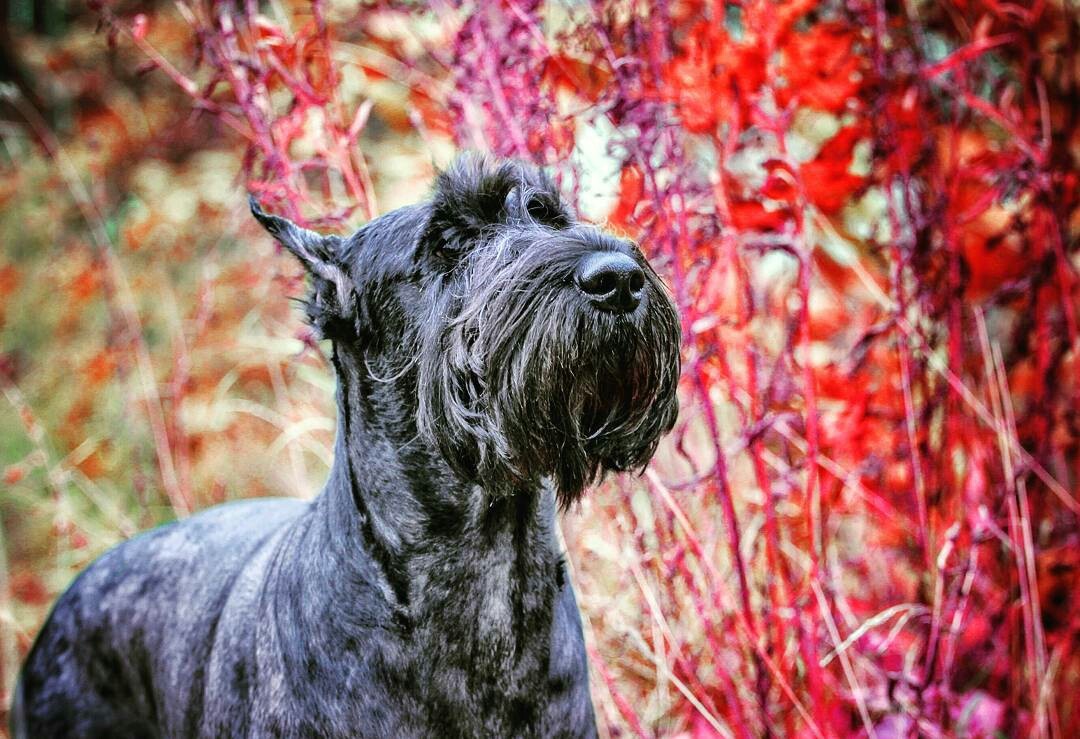 Let's step into autumn - My, Autumn, Dog, Giant schnauzer, Chihuahua, Animals