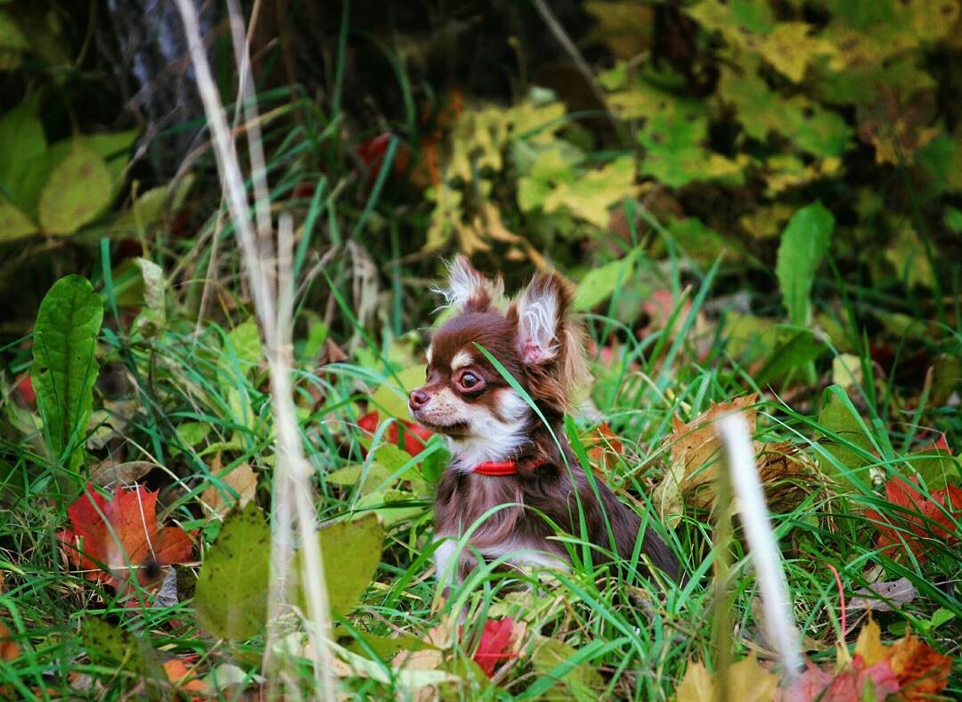 Let's step into autumn - My, Autumn, Dog, Giant schnauzer, Chihuahua, Animals