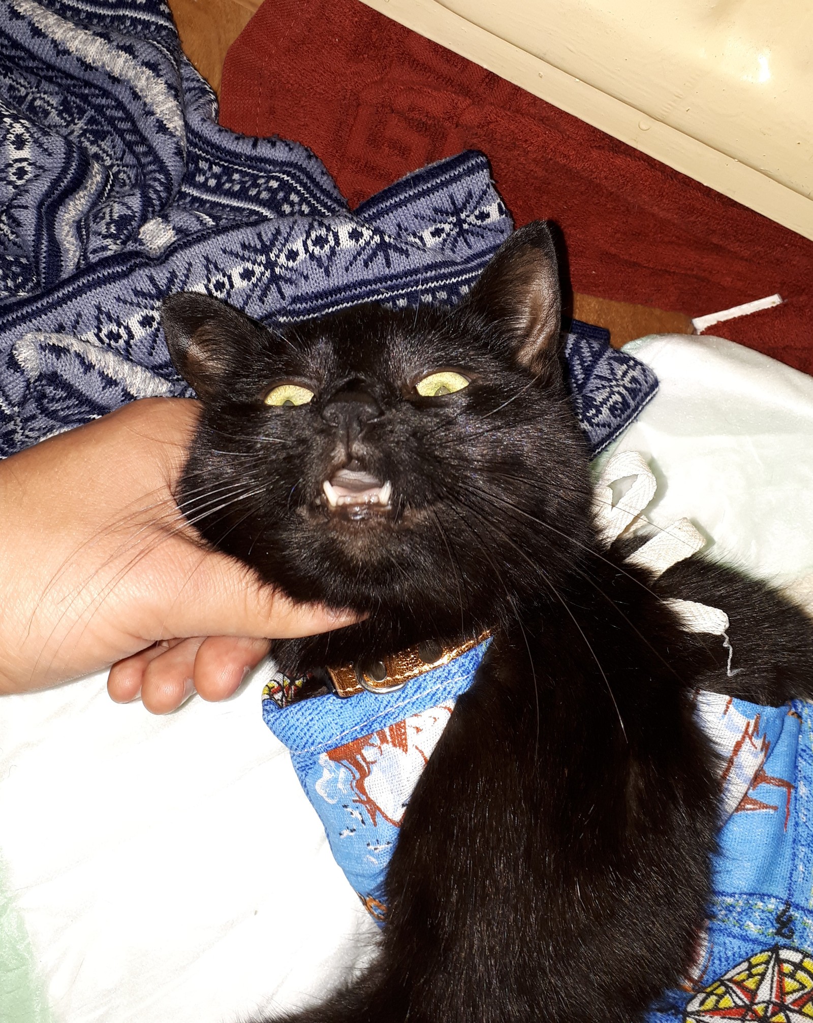 cat after anesthesia - My, Narcosis, After anesthesia, Longpost, cat