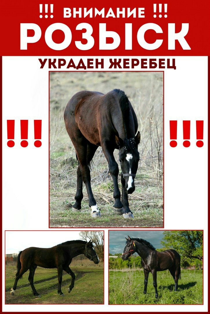 Two of the three horses stolen in Yelets have been found! The search for the stallion continues! - My, Horses, Search, Theft, Thief, Help, Animals, Theft, Video, Longpost