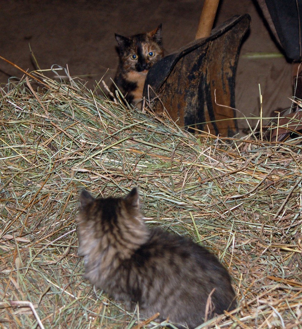 Catphotocomic =) - cat, Dog, Not mine, Longpost, mini zoo, Volokolamsk