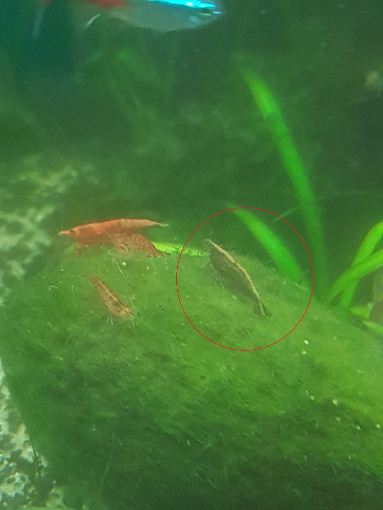 Please help identifying a shrimp - My, Aquarium shrimp, Aquarium, Longpost