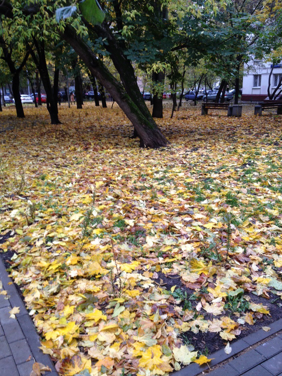 Autumn gold - My, The photo, , Autumn, Longpost