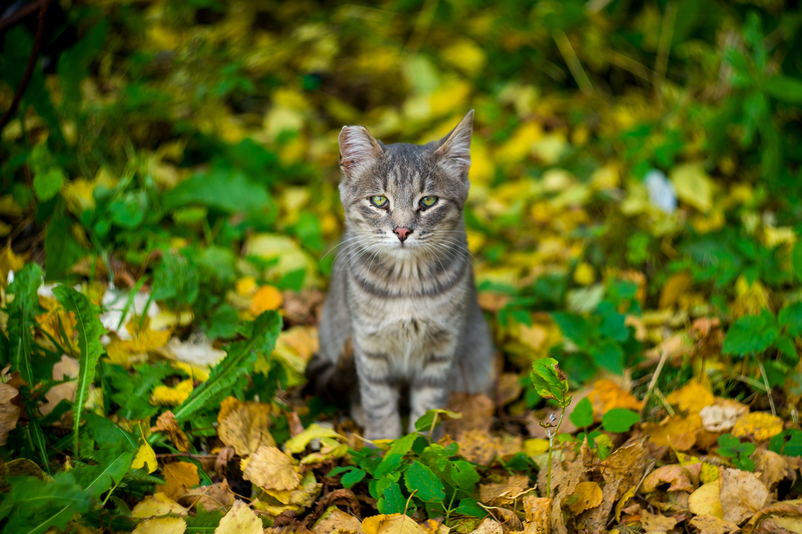 Come on, tell me how sad you are - My, cat, Sadness, Autumn