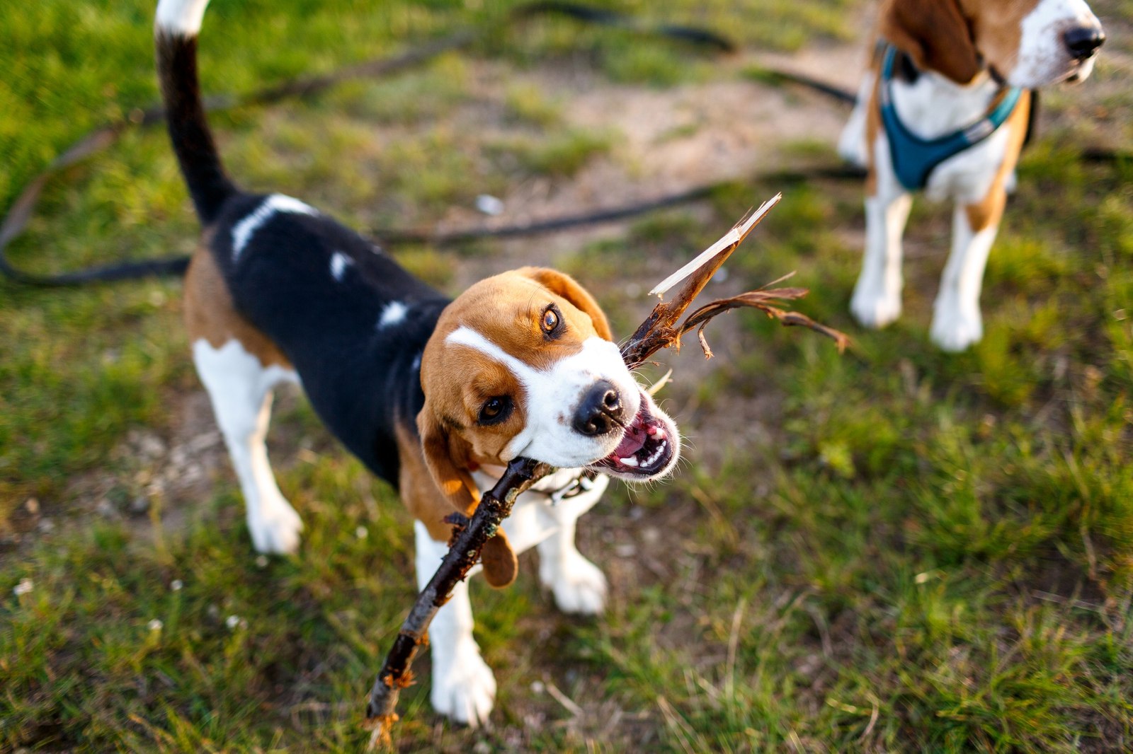 Ирландский керри бигль. Бигль в охотничьей стойке. Бигль щенок. Охотник с собакой бигль. Бигль свора.