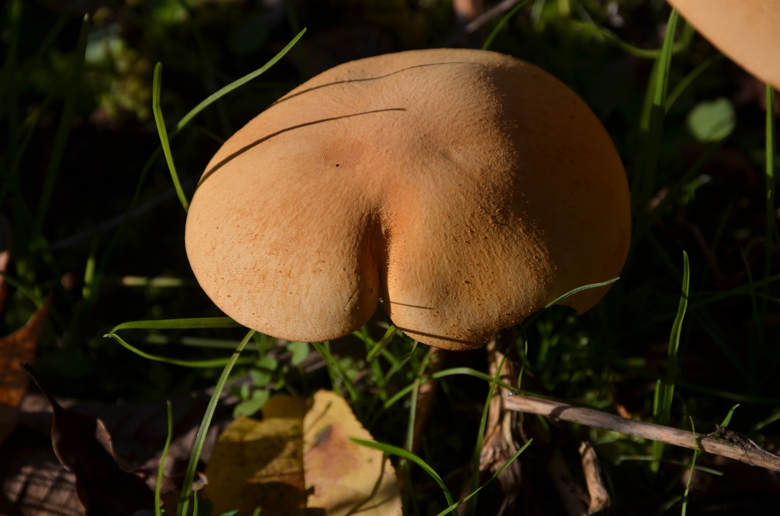 Mushroom. Just a mushroom. - My, The photo, Mushrooms, Nature