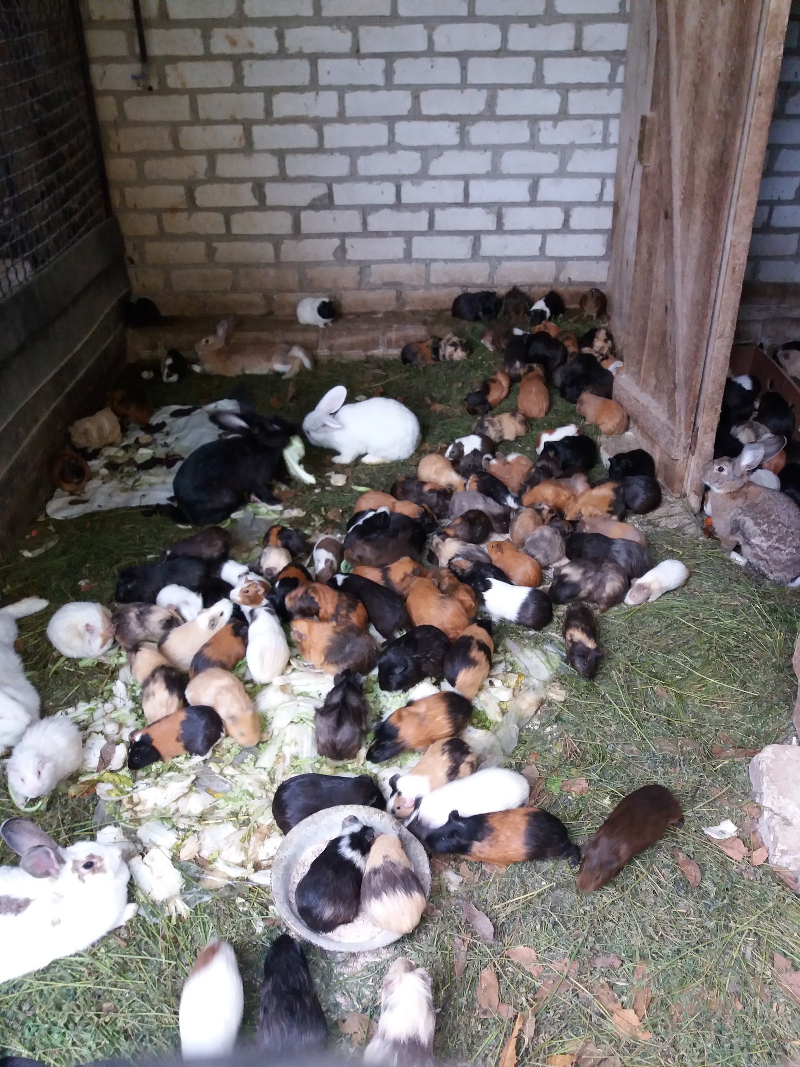 Pig communal apartment) - My, Zoo, Guinea pig, Rabbit