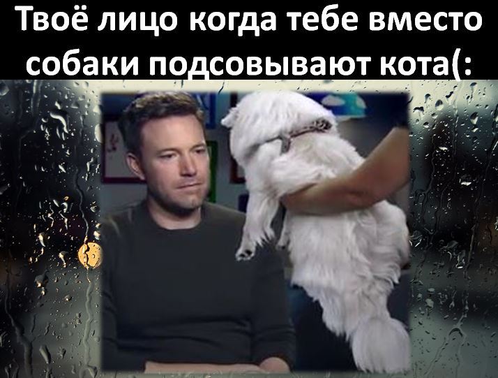 Batman and his friends) - My, Ben Affleck, Batman, Dog, cat, Longpost