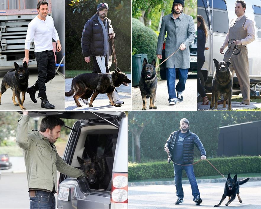 Batman and his friends) - My, Ben Affleck, Batman, Dog, cat, Longpost