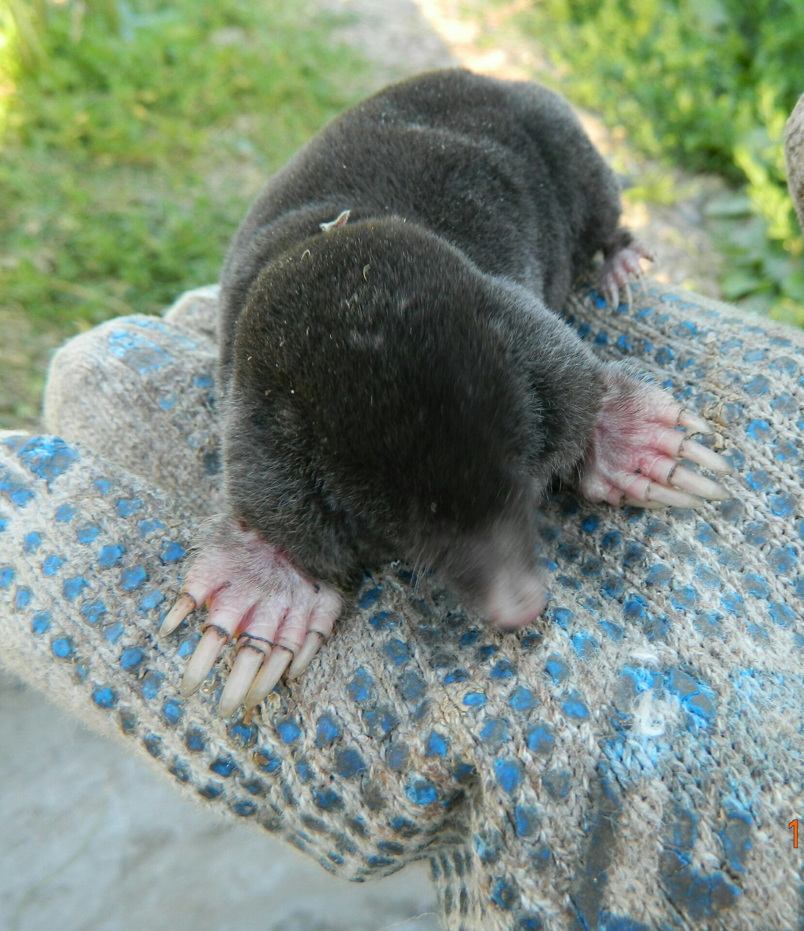 Here is a friend I found in my garden. - My, Mole, Friend, Garden