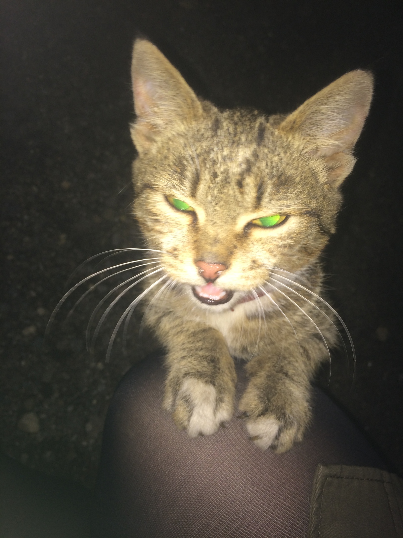 Homeless cat in Zelenograd - My, Zelenograd, Lost, Found a cat, cat, Lost cat, Homeless animals, Longpost