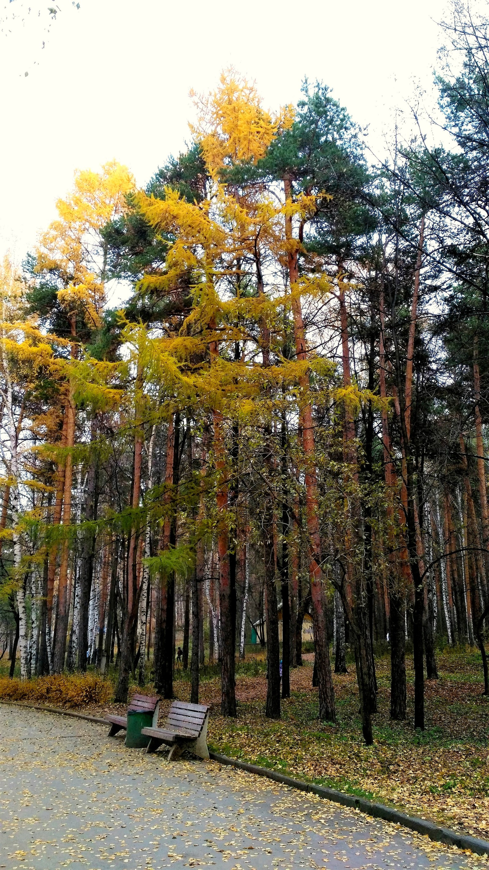 Mid autumn. - My, Yekaterinburg, , Walk, Mayakovsky Park, Autumn, The photo, Longpost