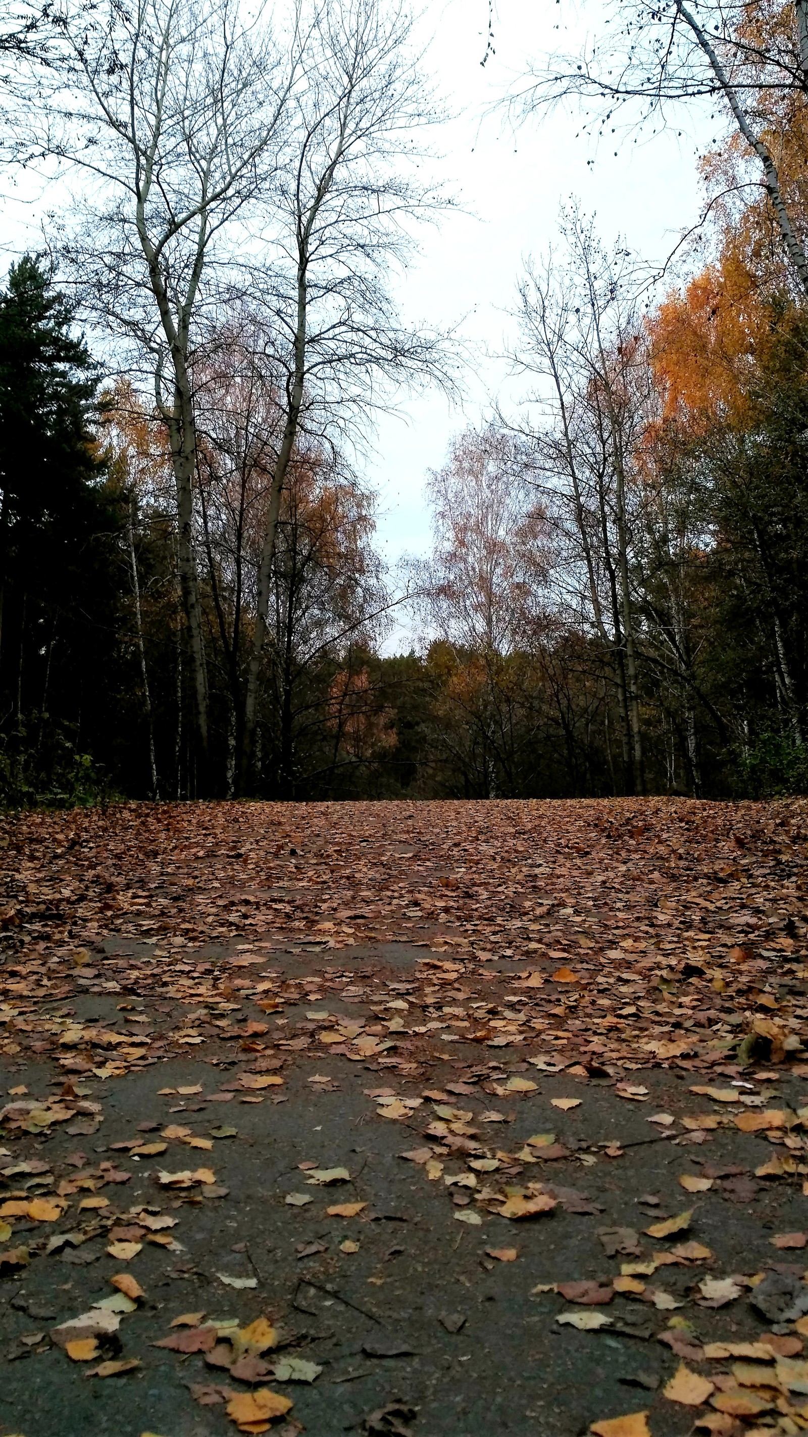 Mid autumn. - My, Yekaterinburg, , Walk, Mayakovsky Park, Autumn, The photo, Longpost