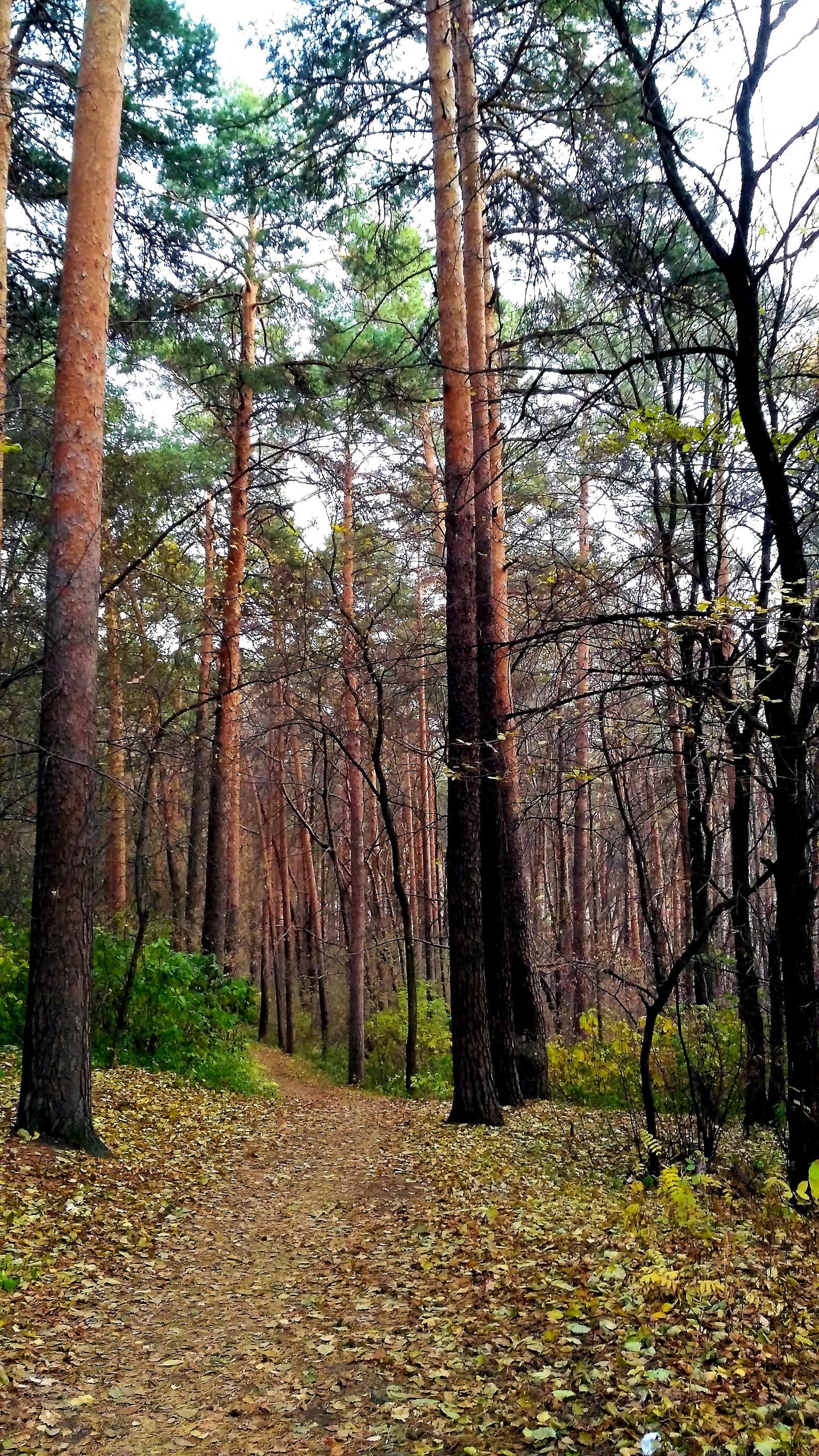 Mid autumn. - My, Yekaterinburg, , Walk, Mayakovsky Park, Autumn, The photo, Longpost