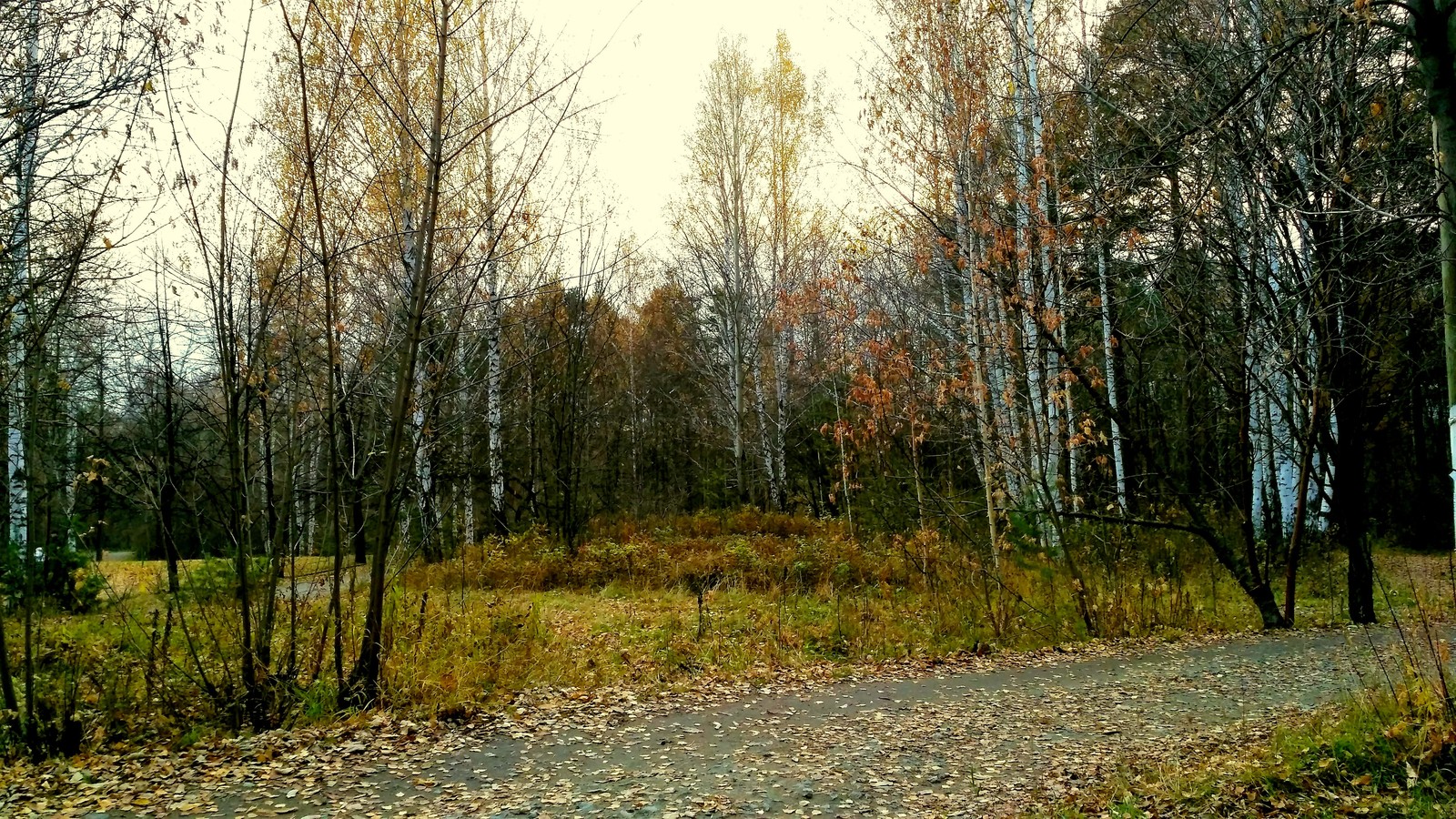 Mid autumn. - My, Yekaterinburg, , Walk, Mayakovsky Park, Autumn, The photo, Longpost