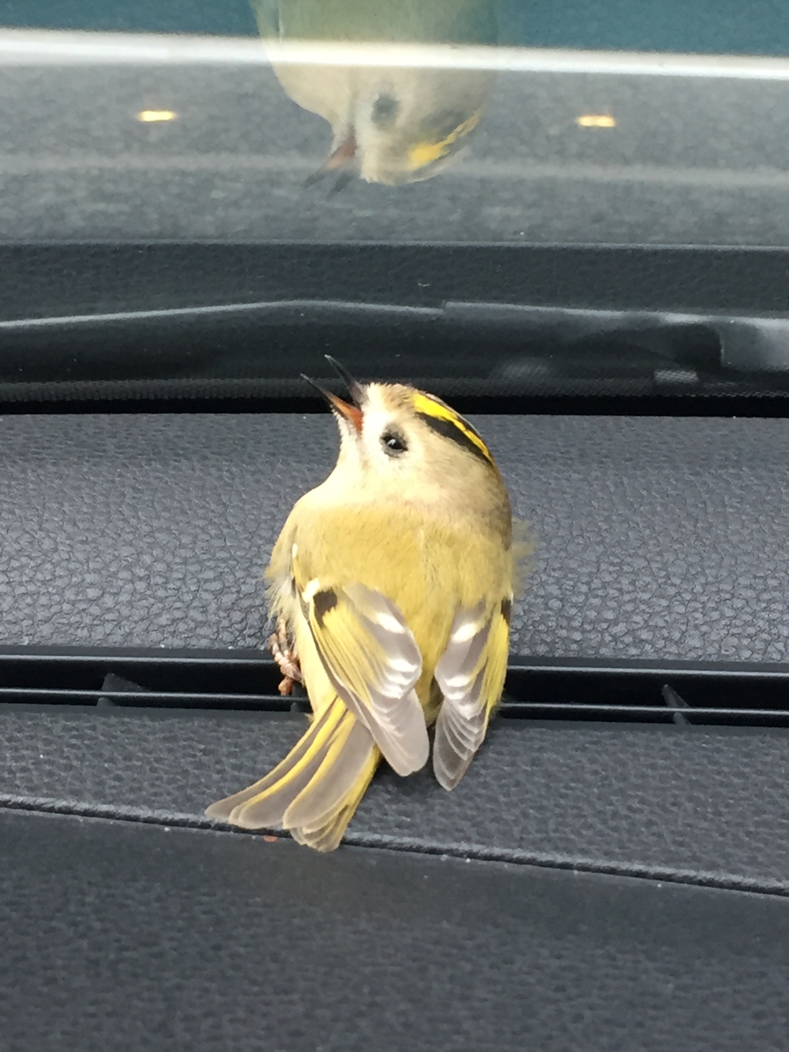 Who is this? - What kind of bird?, Help, Photo on sneaker, Birds