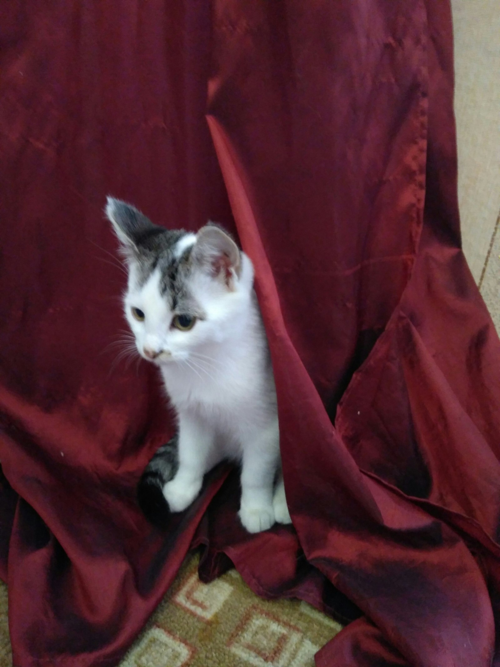 The cat is looking for a home (Peter) - My, In good hands, Saint Petersburg, Help, , Longpost