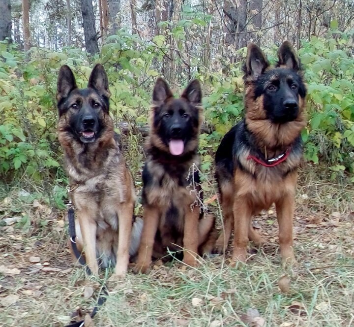 About our dogs - My, German Shepherd, Dog, Puppies, Longpost