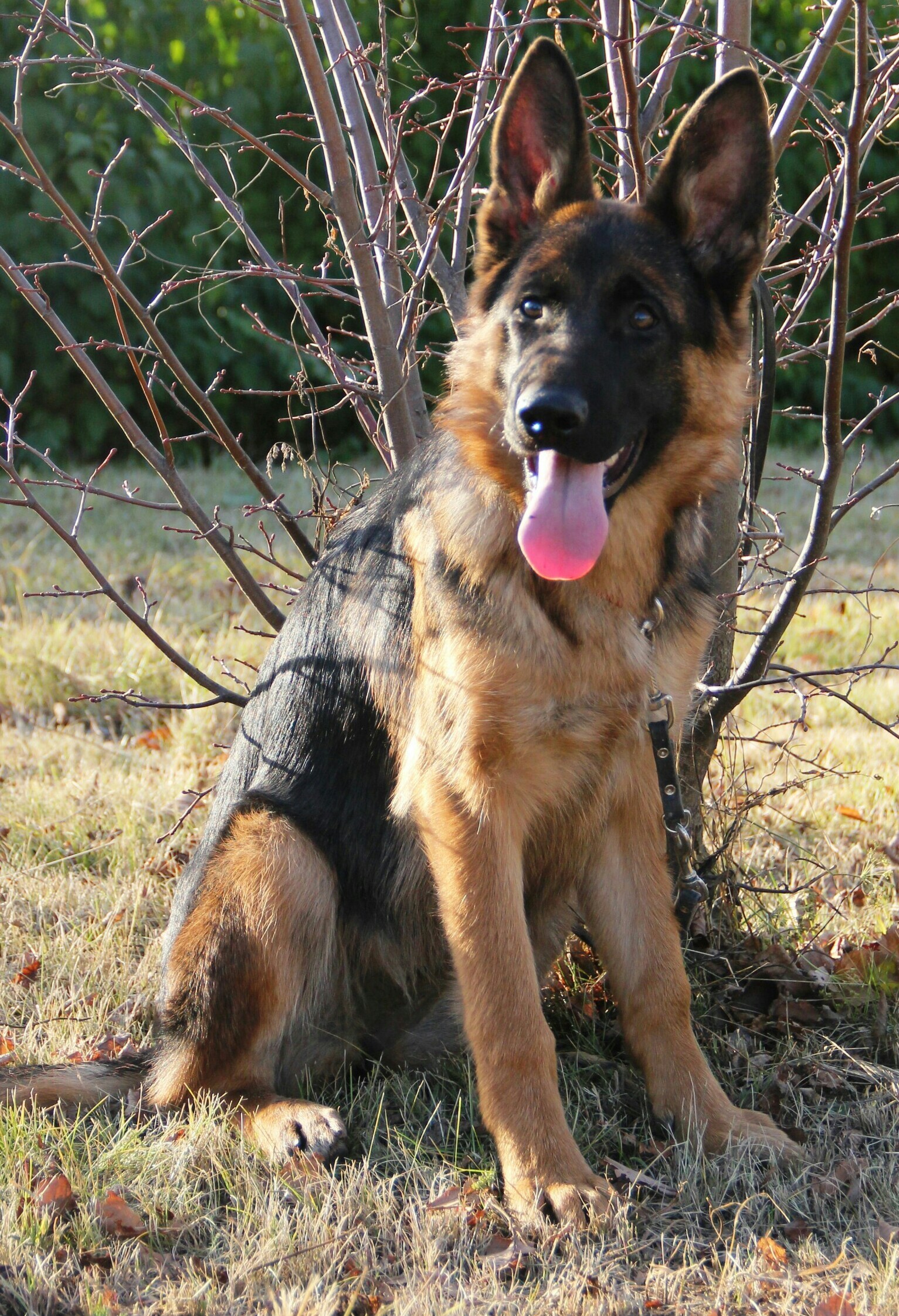 About our dogs - My, German Shepherd, Dog, Puppies, Longpost