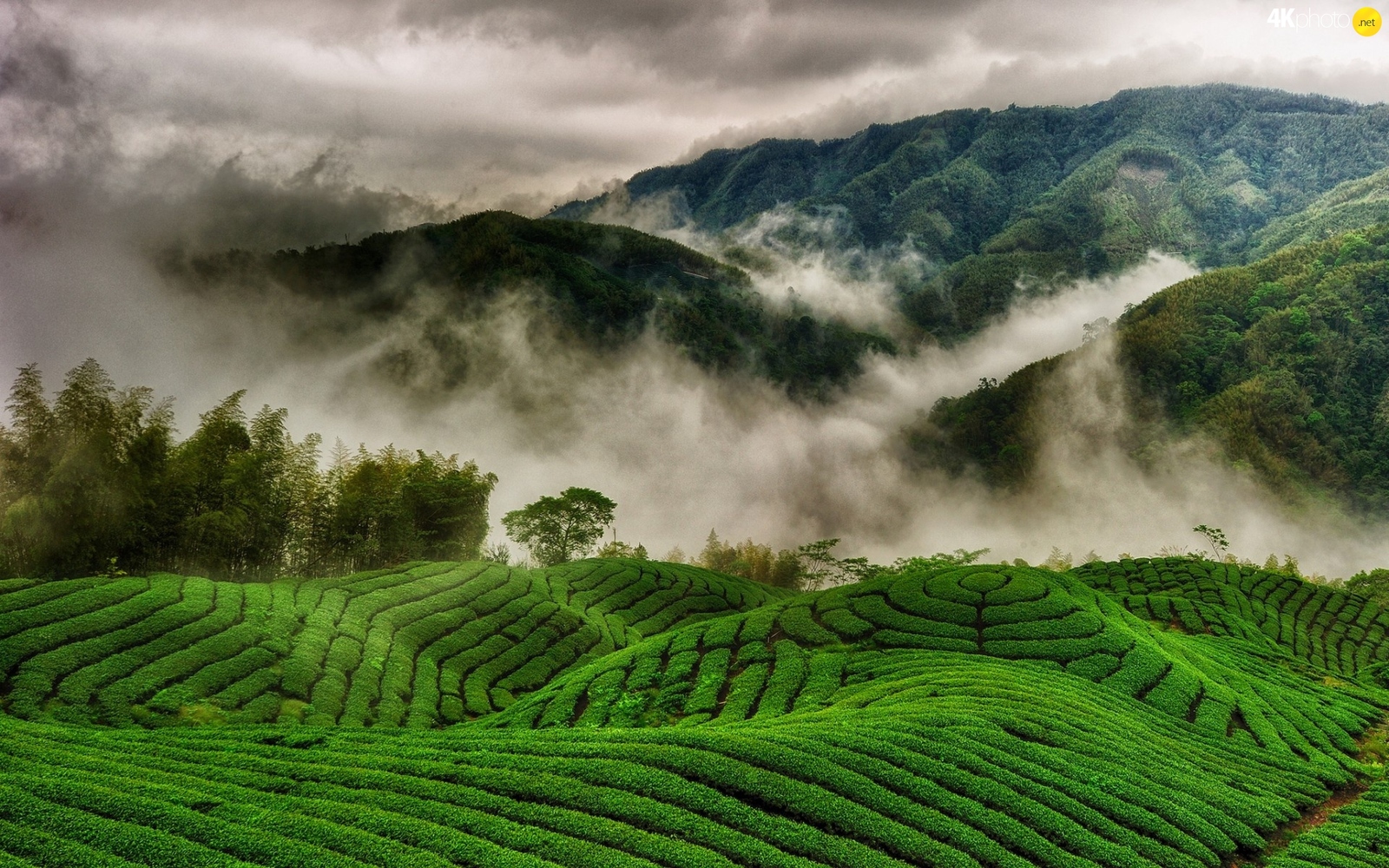Tea elite: how and where? - Longpost, Tea, Taiwan, , Oolong, Tea culture, 
