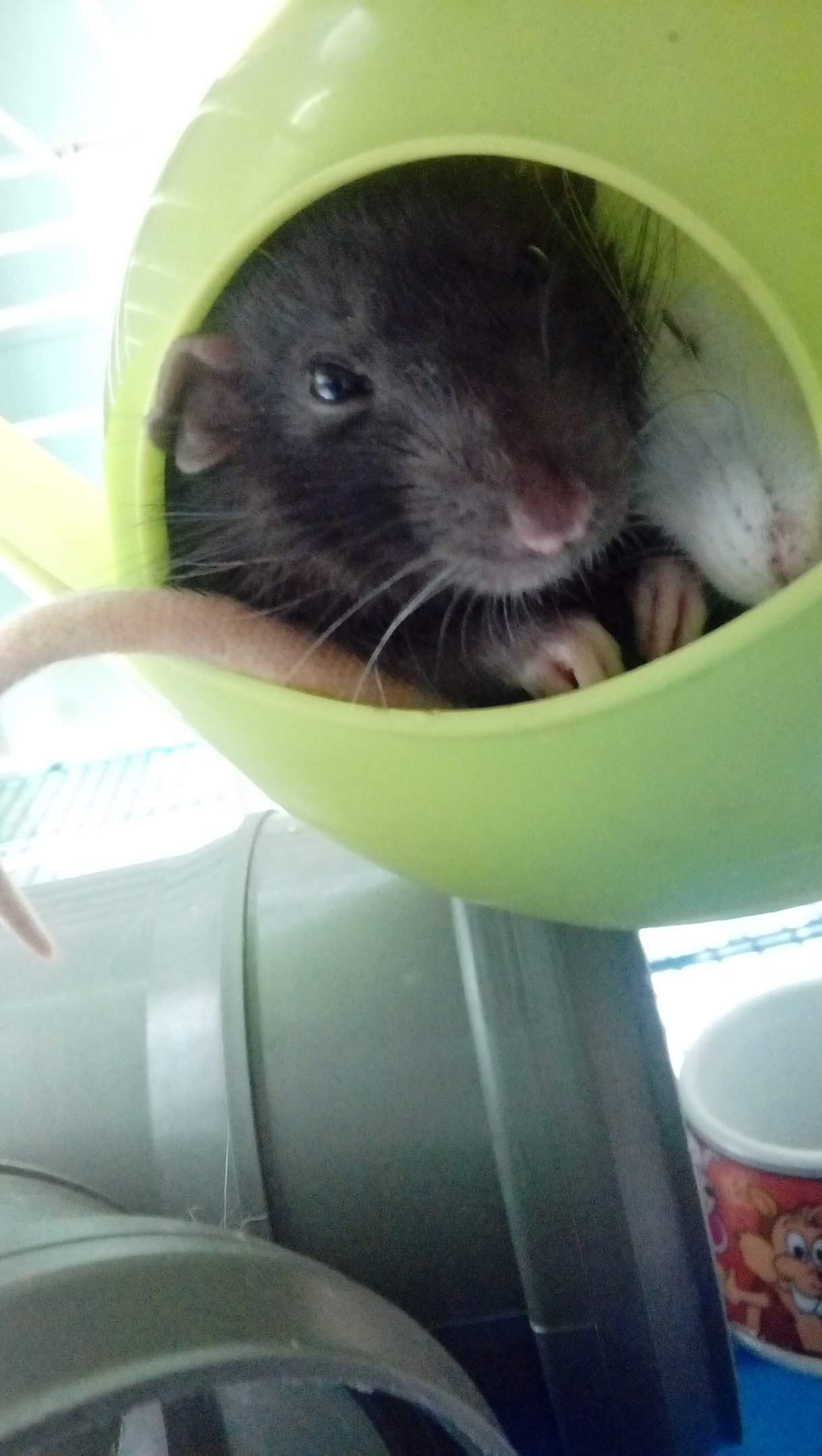 I continue to introduce you to my pets - My, Decorative rats, , Milota, Fluffy, Animals, , Longpost