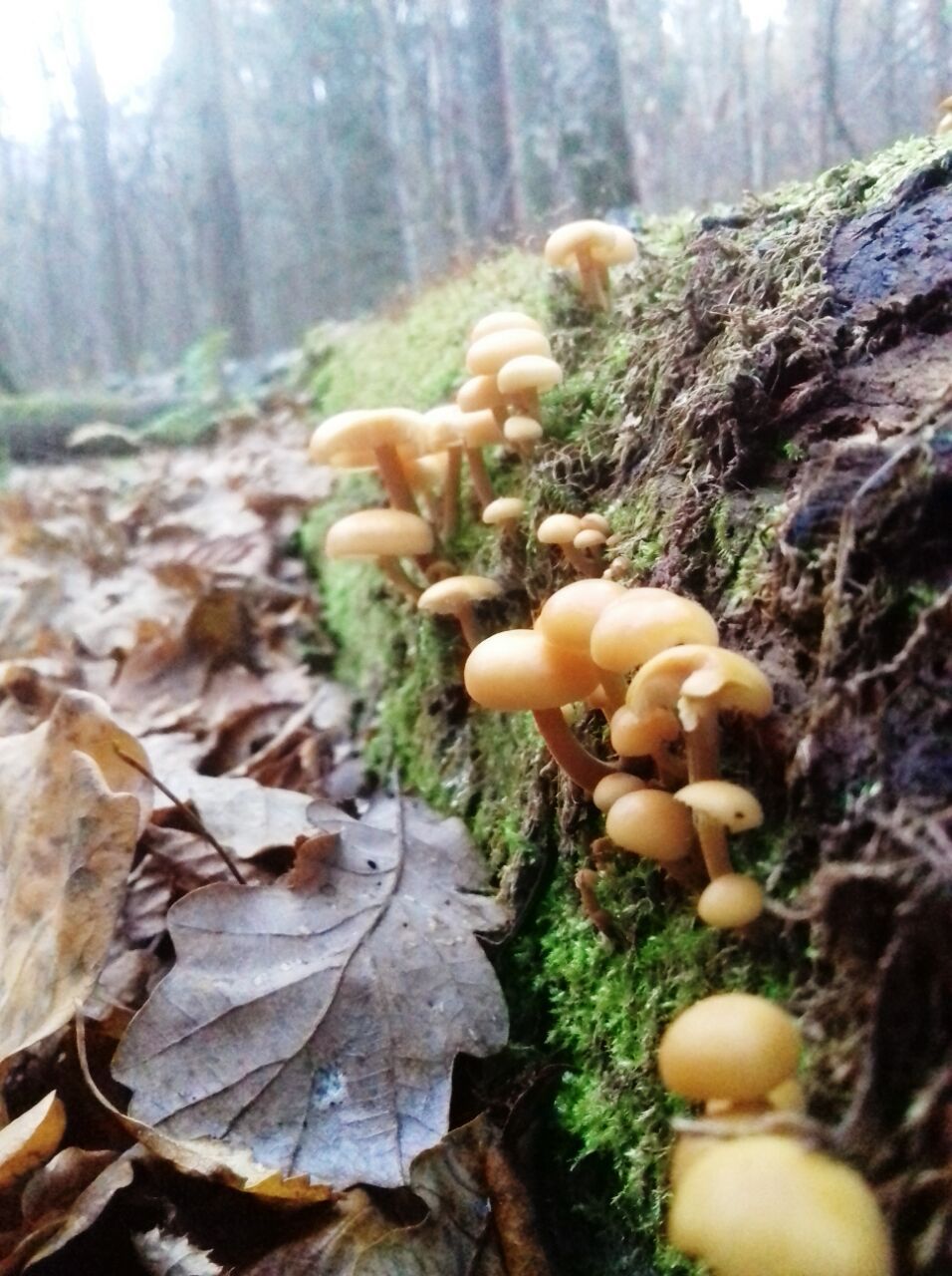 Mushrooms! - My, Mushrooms, Forest, Troitsk, Dog, Longpost