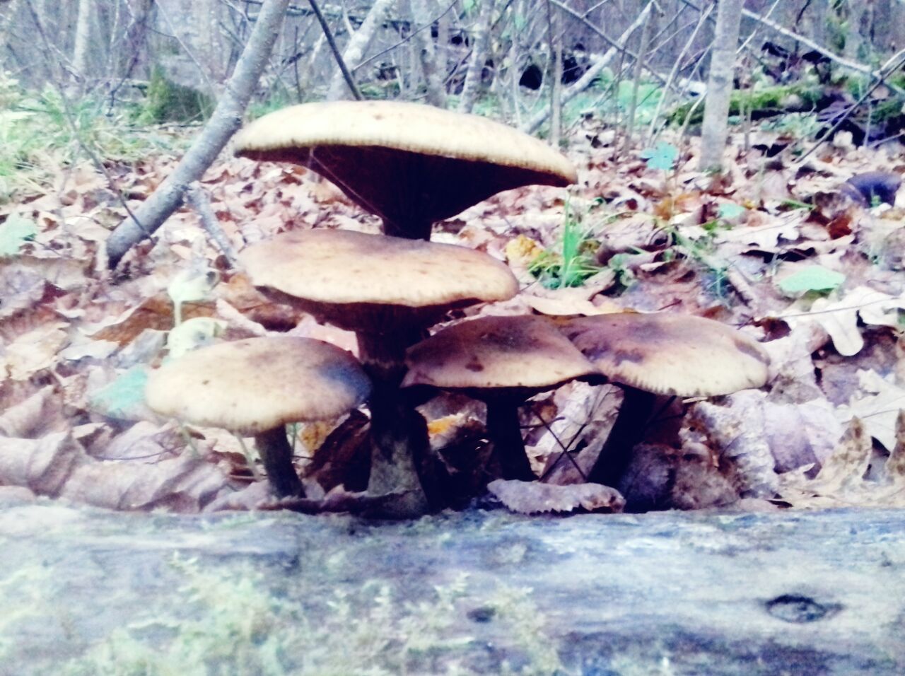 Mushrooms! - My, Mushrooms, Forest, Troitsk, Dog, Longpost