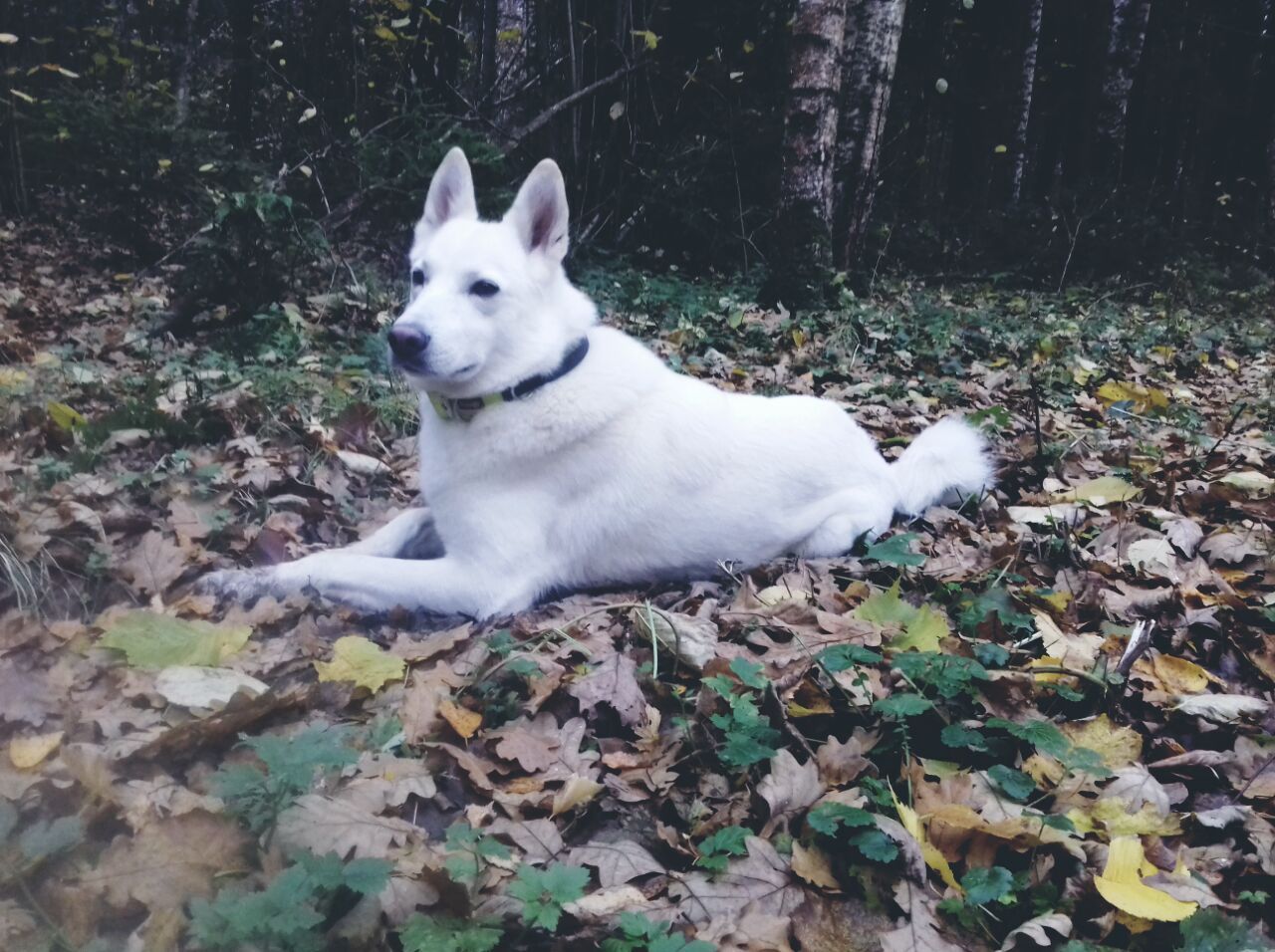 Mushrooms! - My, Mushrooms, Forest, Troitsk, Dog, Longpost