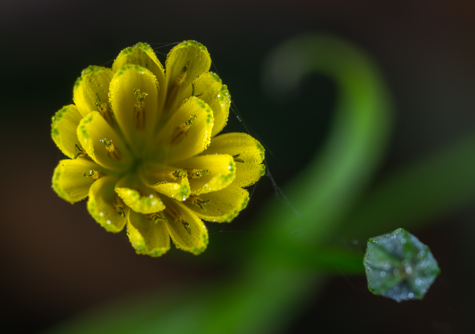 Flower - My, Macro, Mp-e 65 mm, Skerda, Macro photography