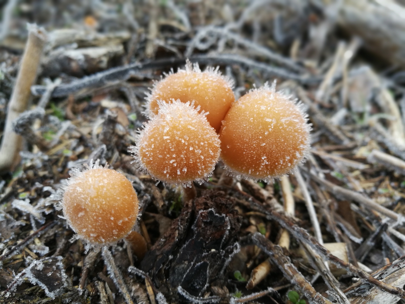 Froze - My, Mushrooms, Morning, The photo, My, Honor 8