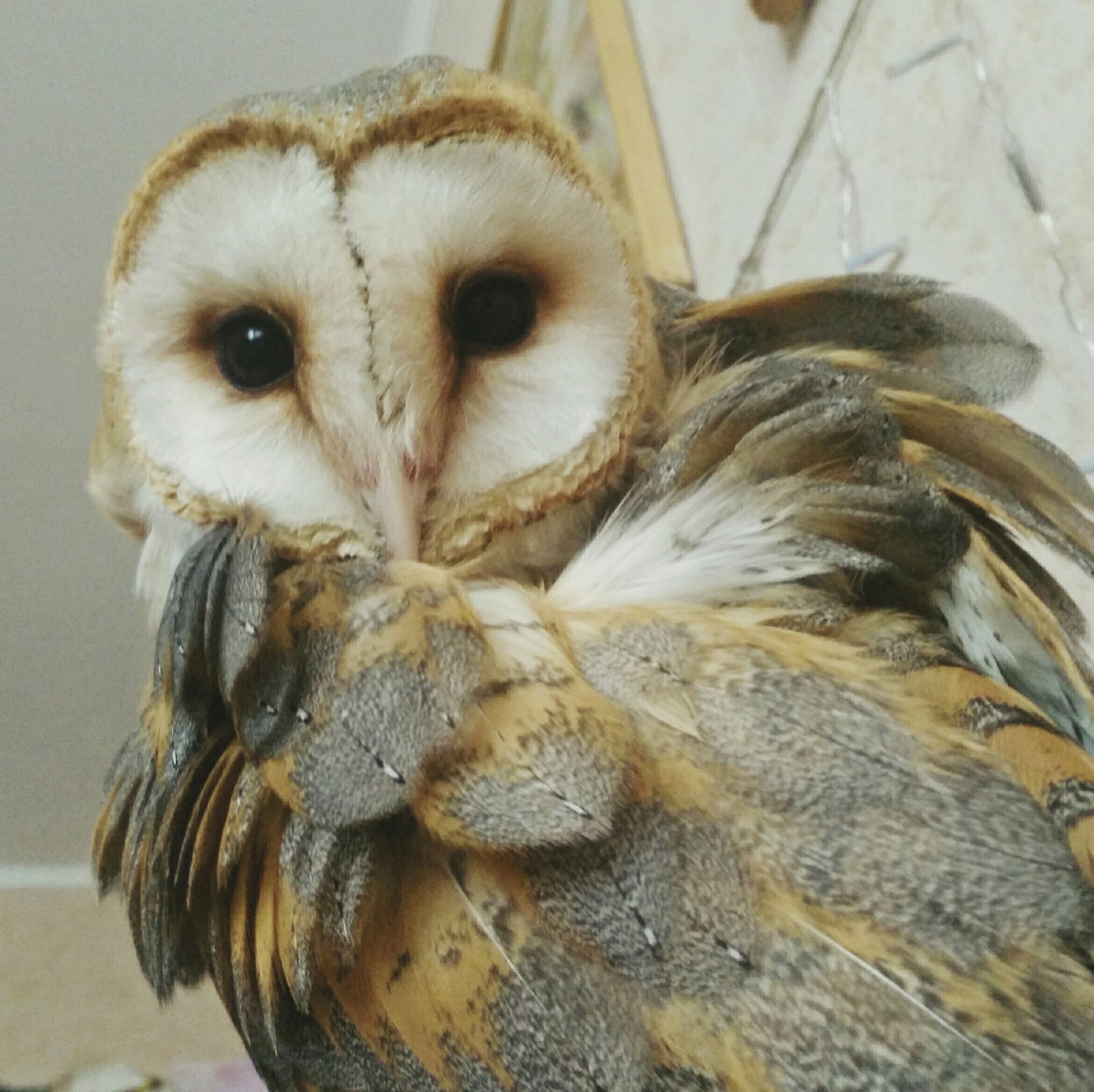 Owls are clean. - My, Owl, Predator birds, Birds, Barn owl, Milota, Longpost, Animals, Pet, Pets