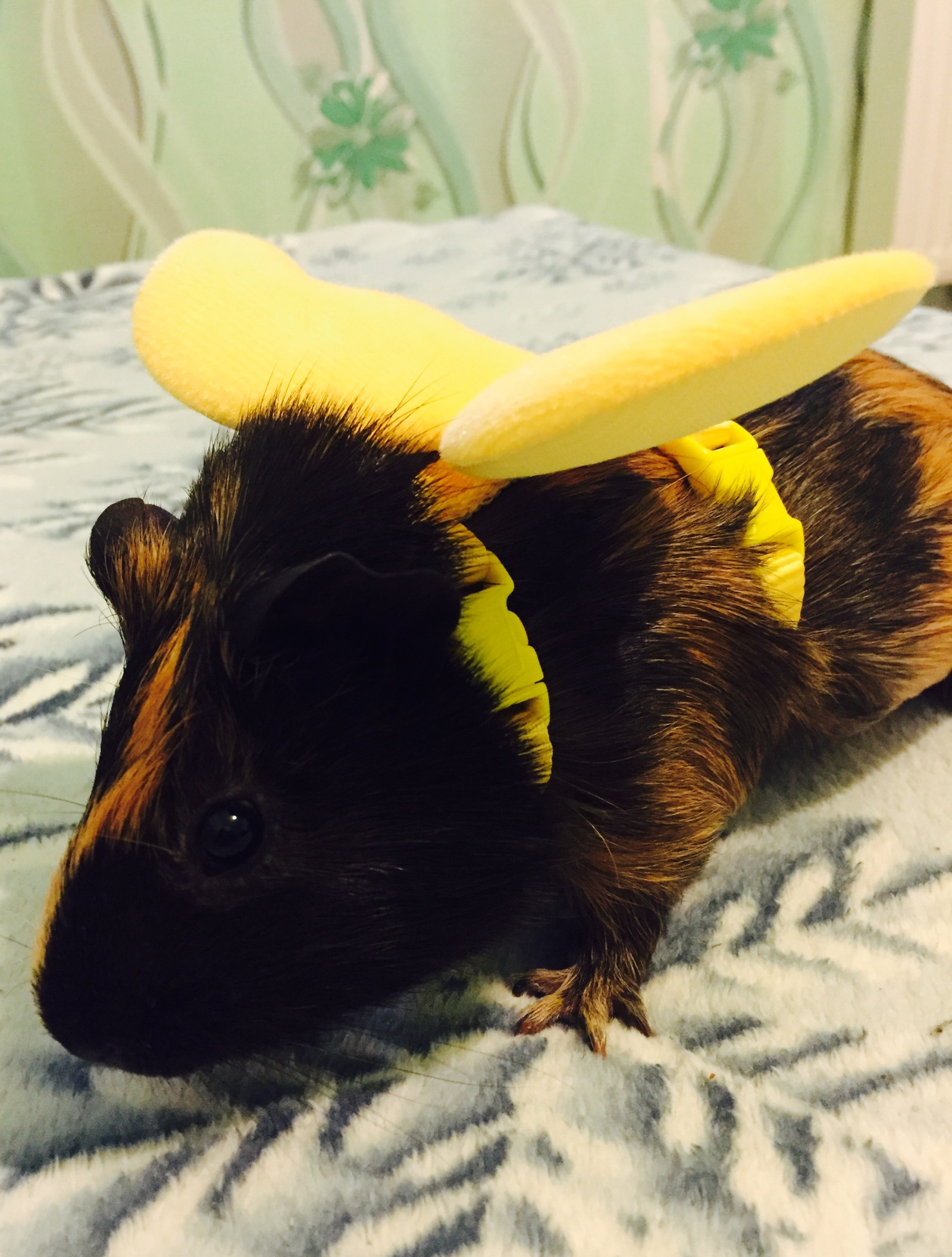 Winged guinea pig - My, Guinea pig, Wings