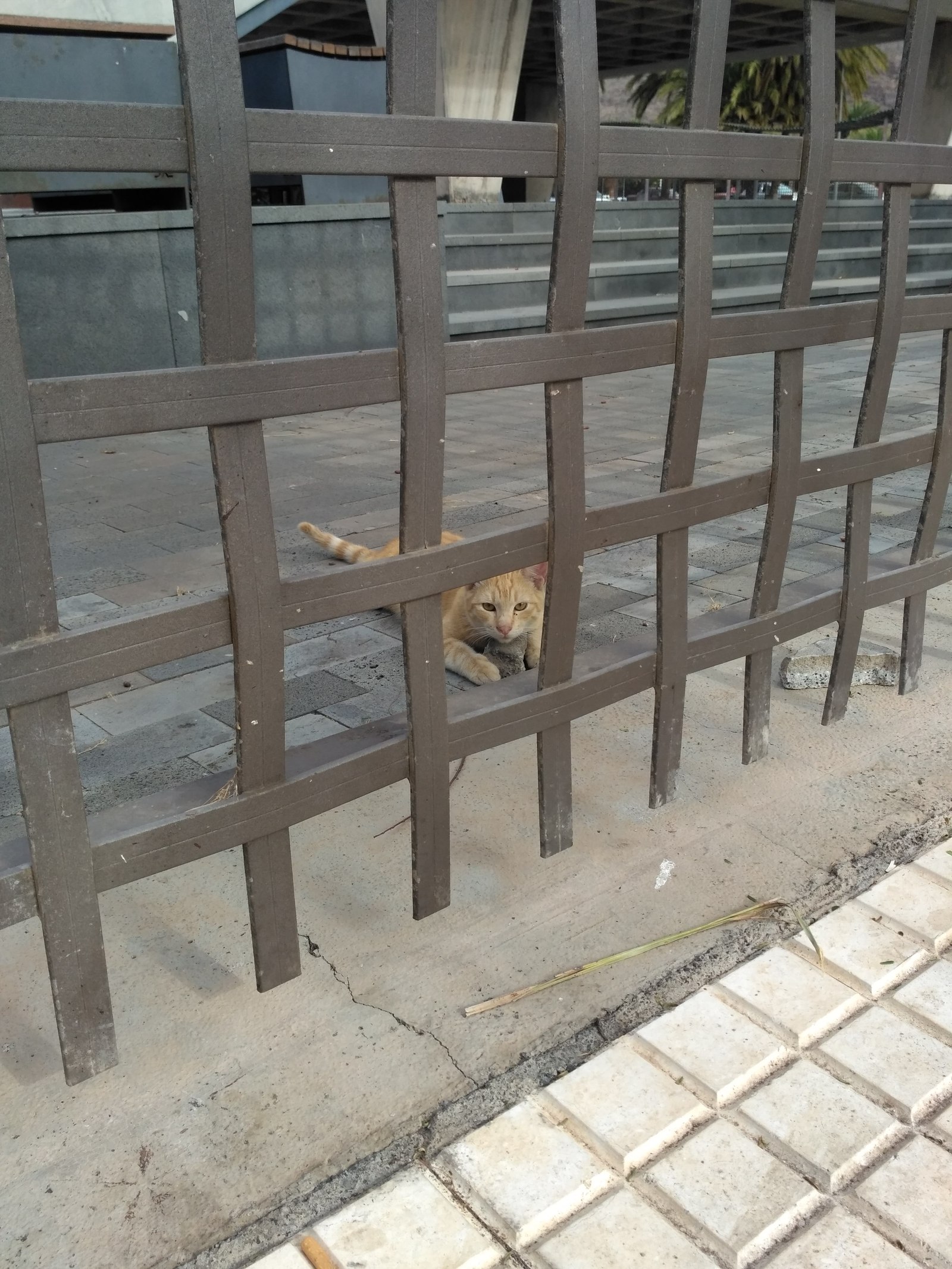 Canary cats are so tough... - My, Photo on sneaker, very tough cat, Canary Islands, cat