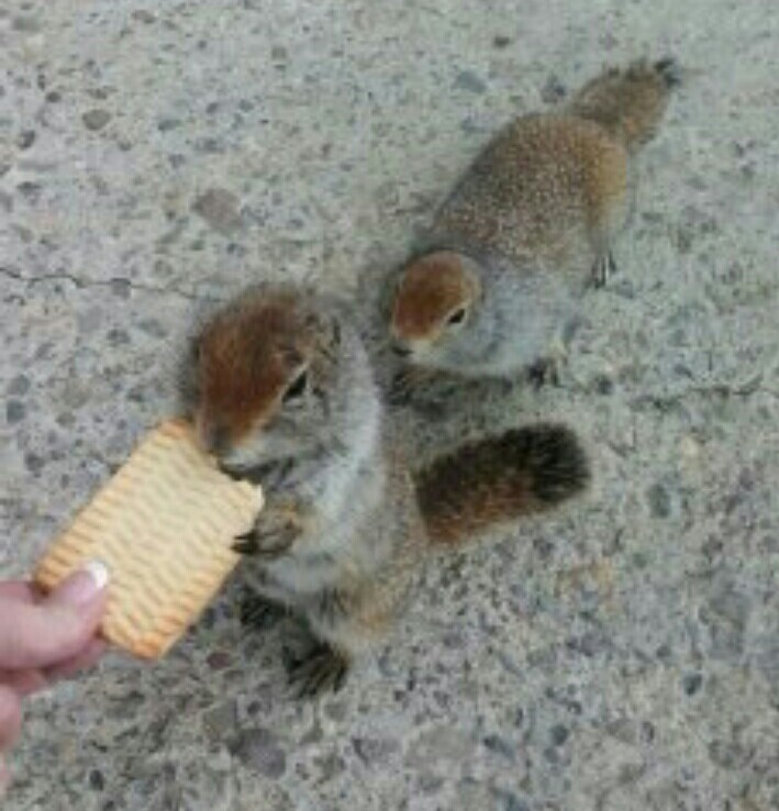 Евражки | Пикабу