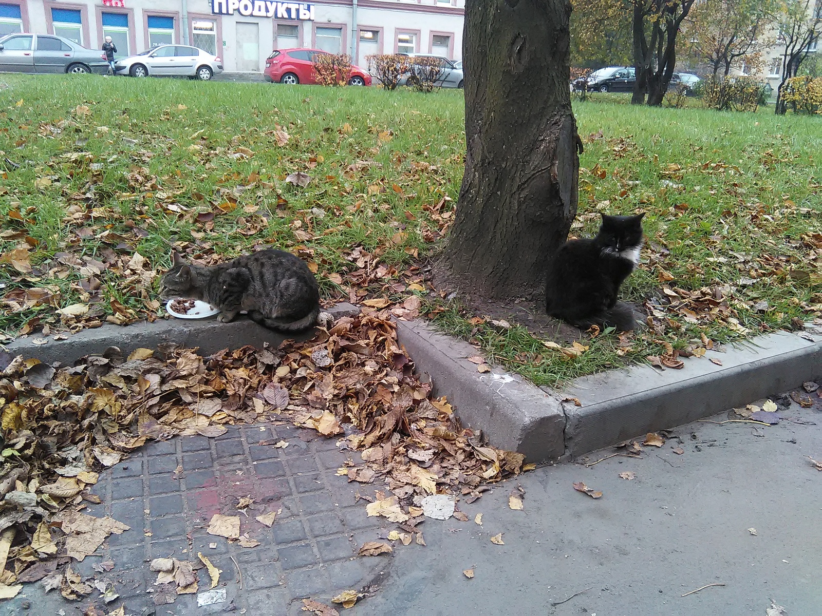 Two cats are looking for a home. St. Petersburg. - Help, In good hands, cat, Saint Petersburg, Longpost, Helping animals