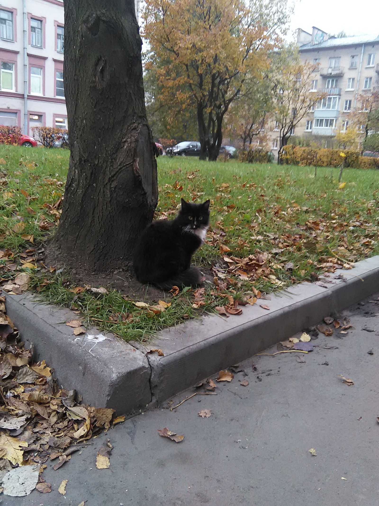 Two cats are looking for a home. St. Petersburg. - Help, In good hands, cat, Saint Petersburg, Longpost, Helping animals