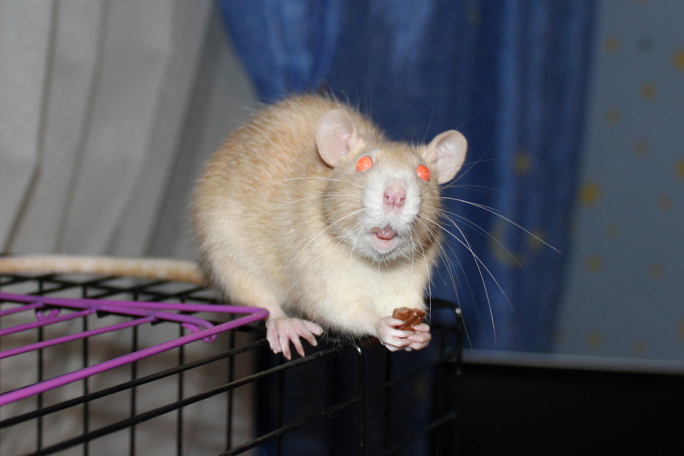 Do you love rats? - My, Rat, , Longpost