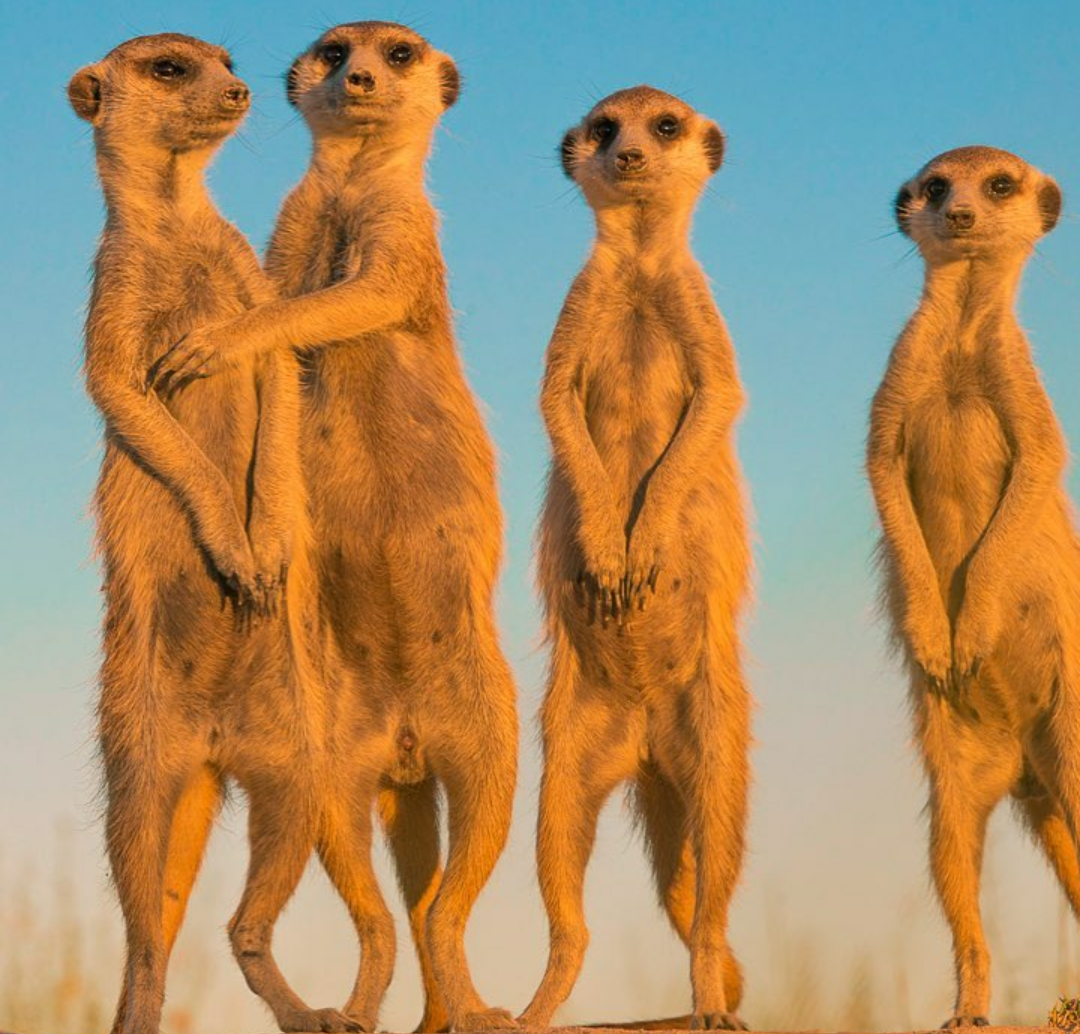 Timon - Animals, Timon, Meerkat